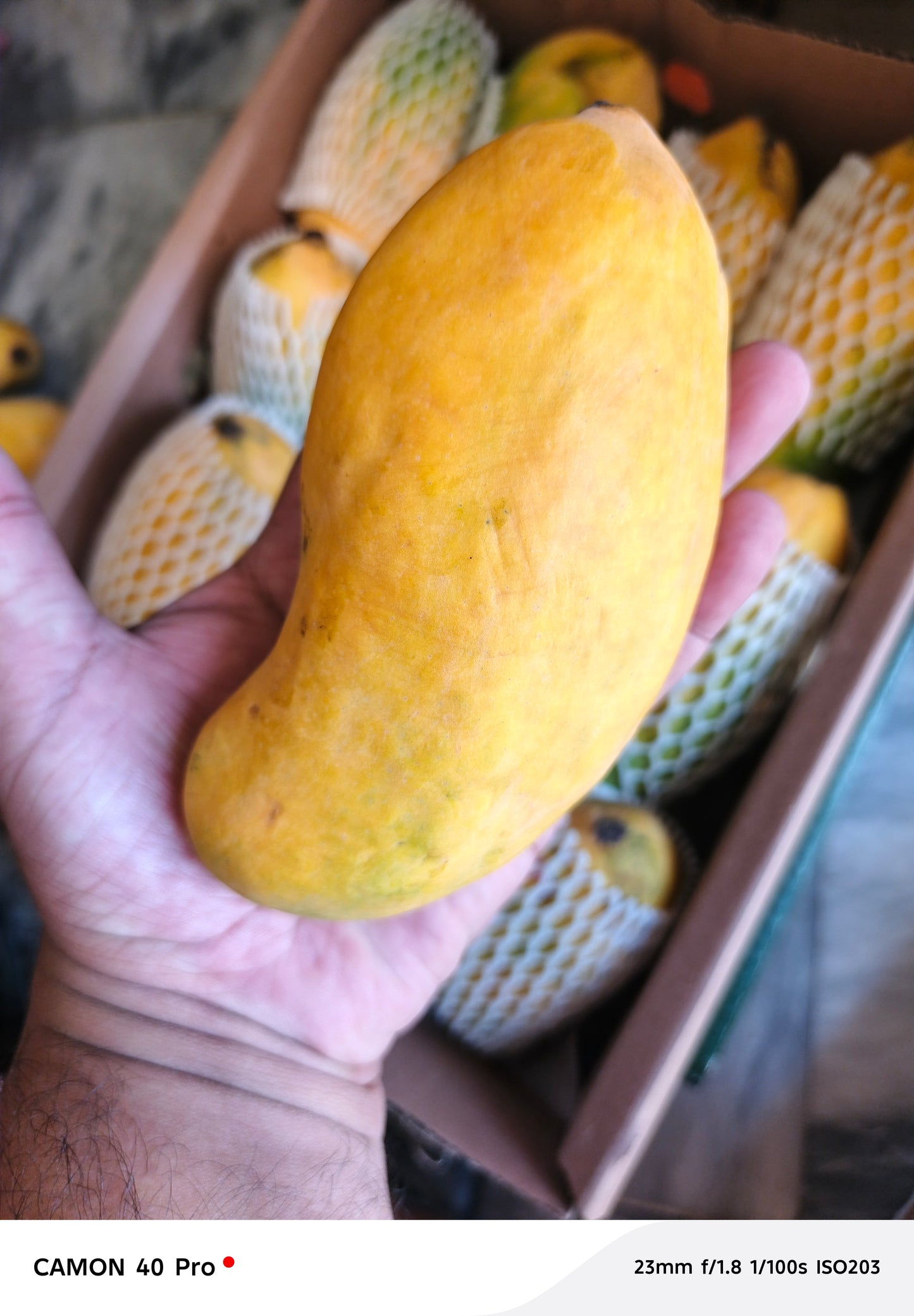 Mangoš„ (Sindhri)