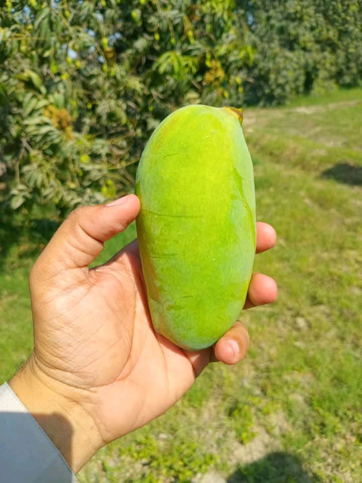 Mango🥭 (Sindhri)