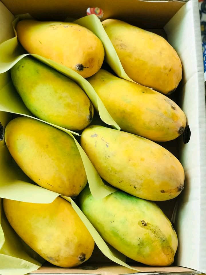 Mango🥭 (Sindhri)
