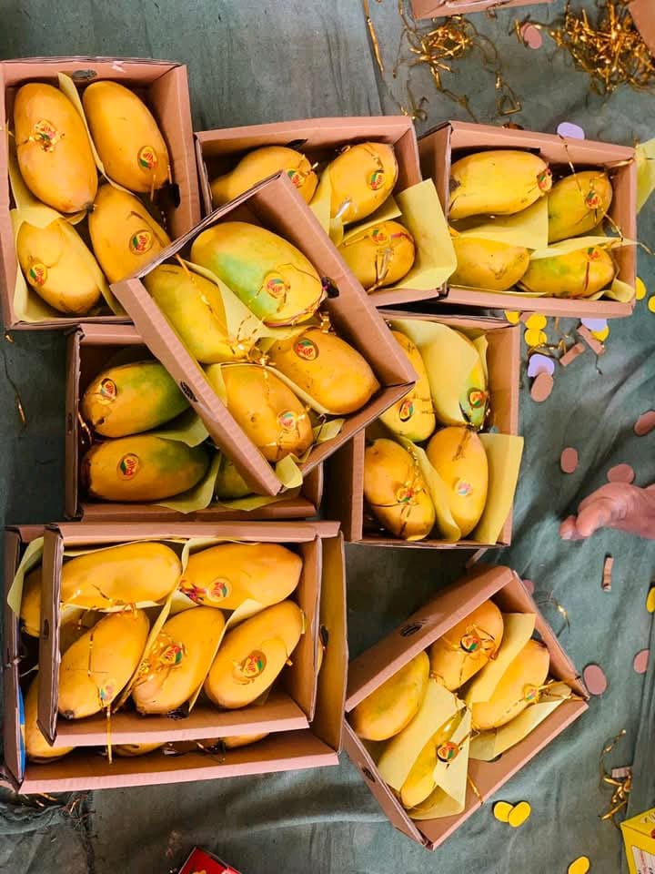 Mango🥭 (Sindhri)