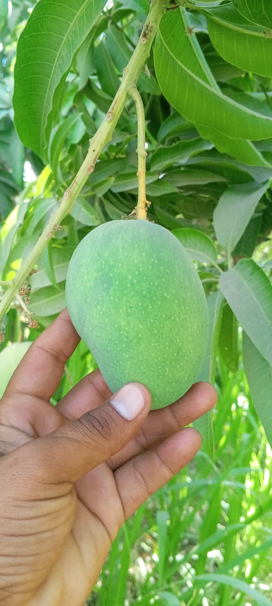 Mango🥭 (Saroli) 8kg pack