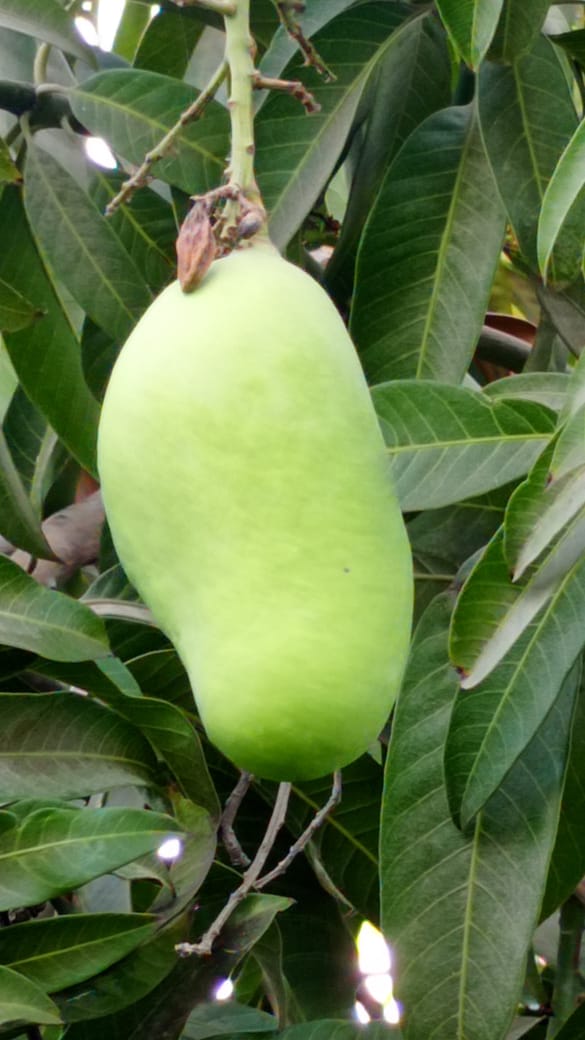 Mango🥭 (Sindhri)