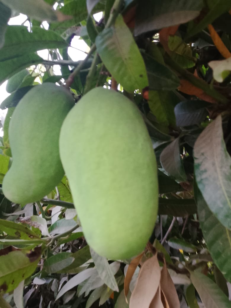 Mango🥭 (Sindhri)