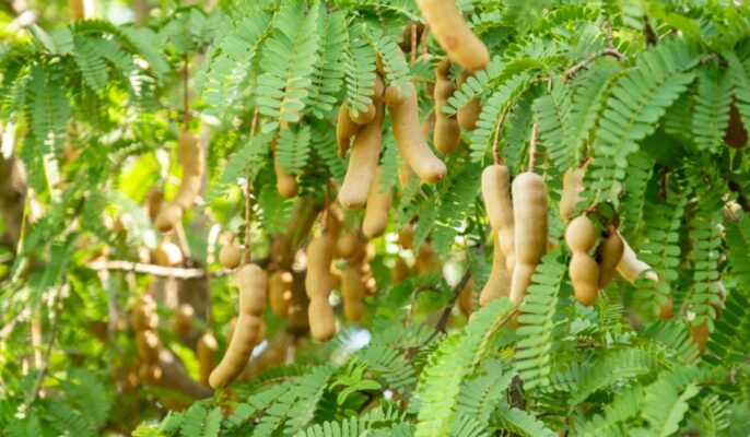 Sweet Tamarind ( Imli)