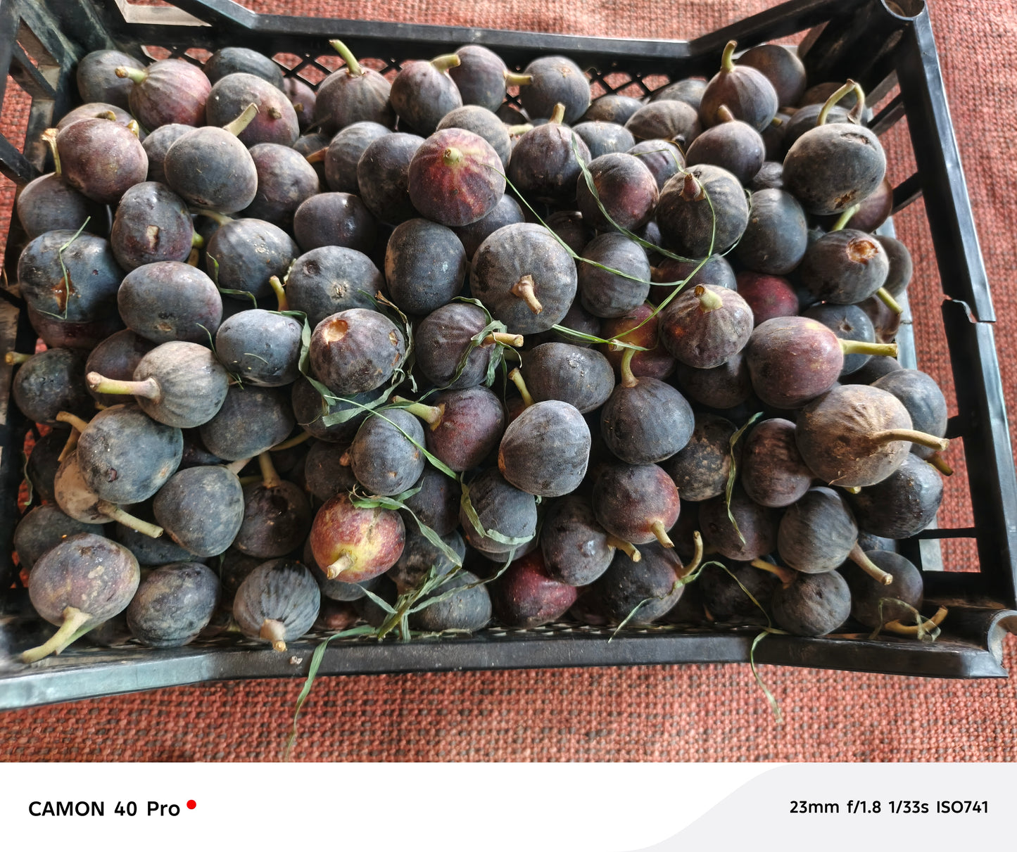 Fresh Fig 2 kg basket