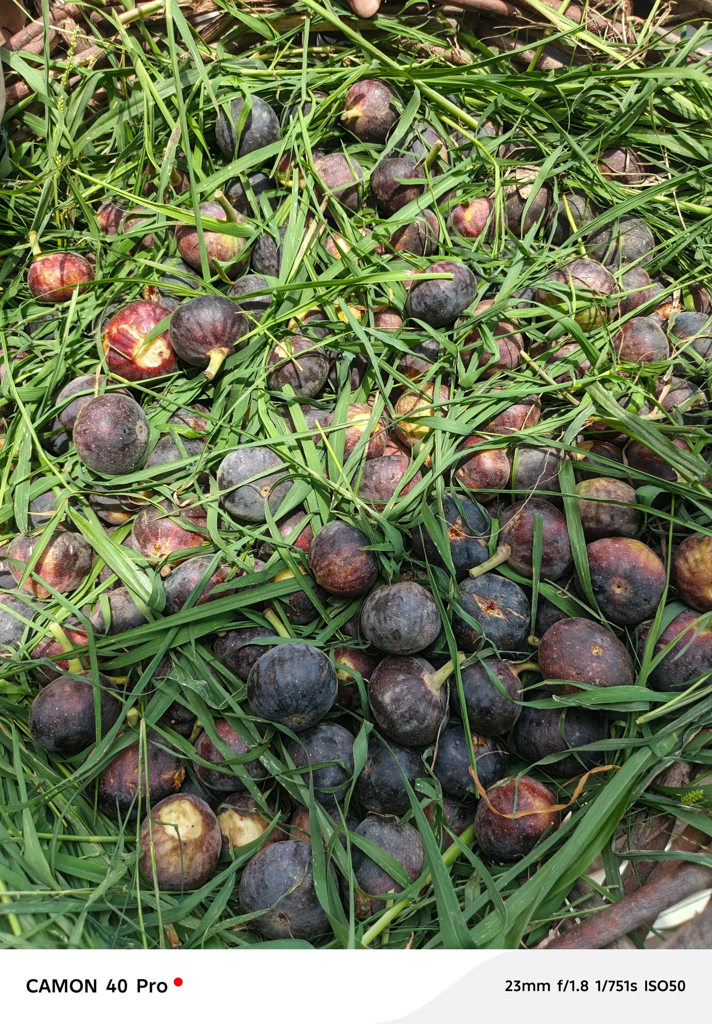 Fresh Fig 2 kg basket