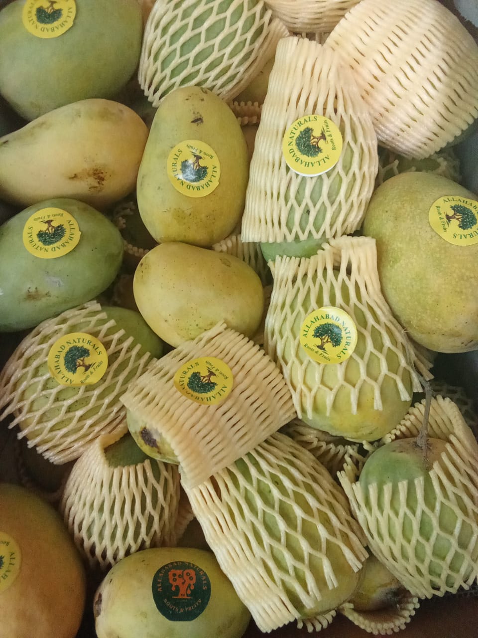 Anwar Ratool Mango