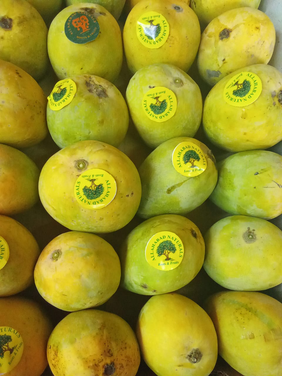 Anwar Ratool Mango