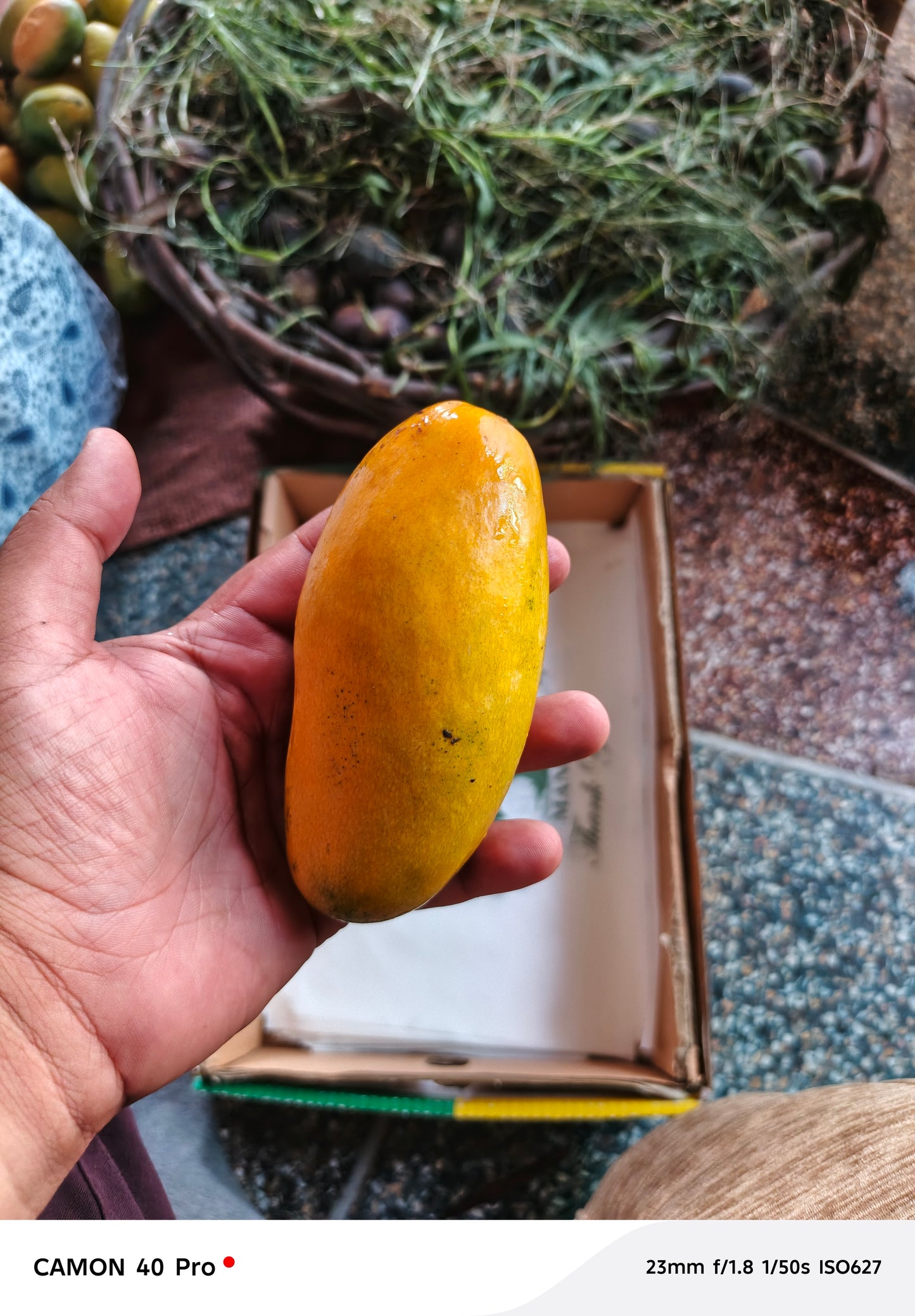 Dusehri Mango 🥭