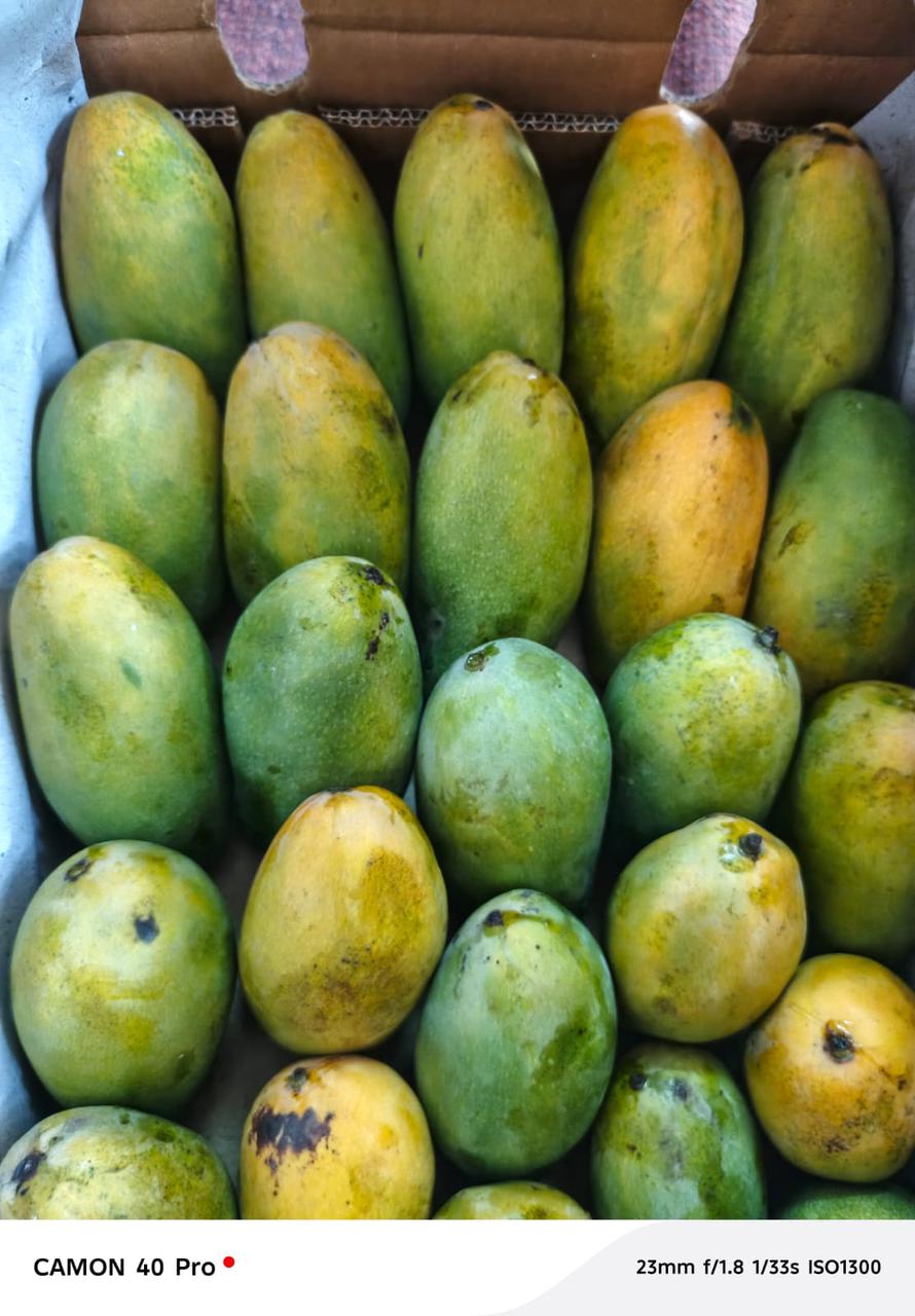 Dusehri Mango 🥭